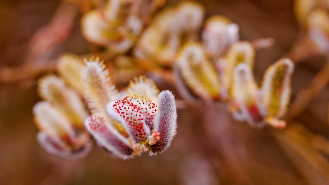 Весенние цветы