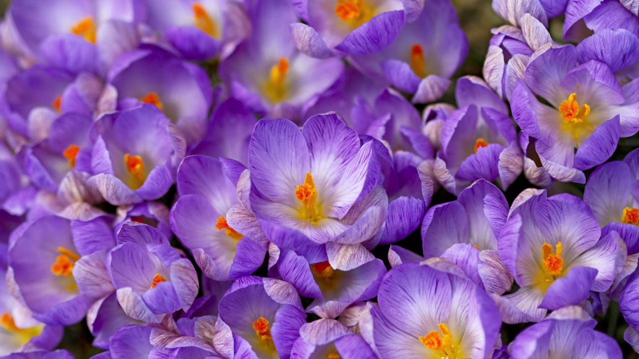 Весенние цветы шафран в саду