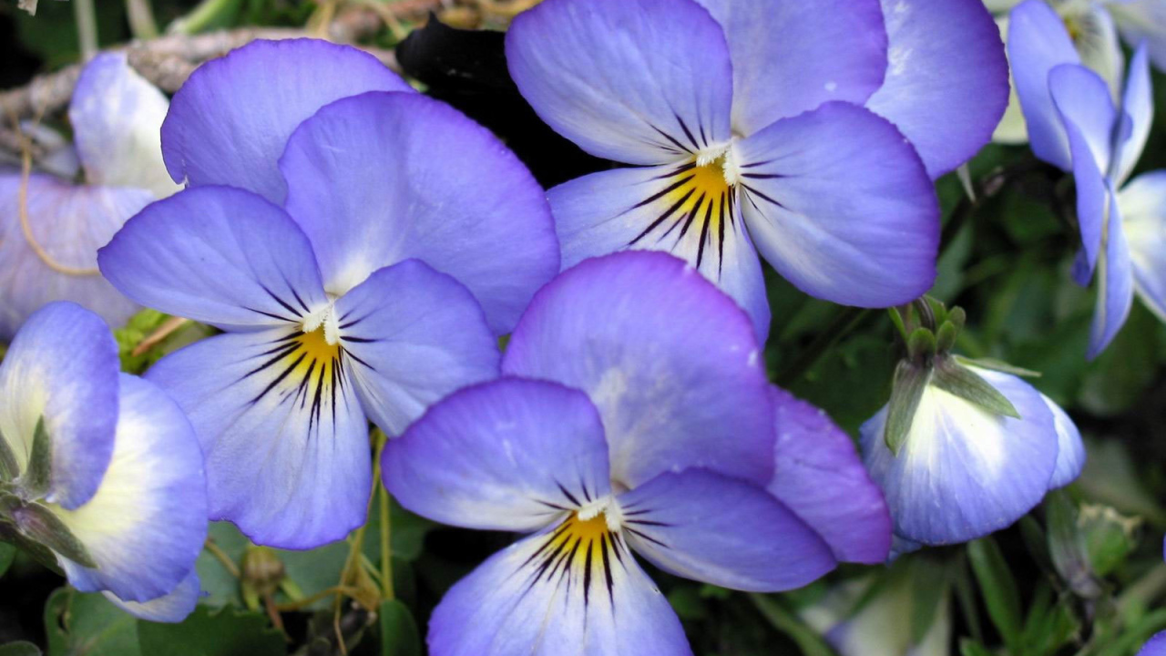 Весенние анютины глазки в саду