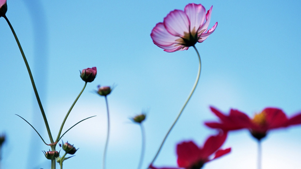 Необычная ромашка