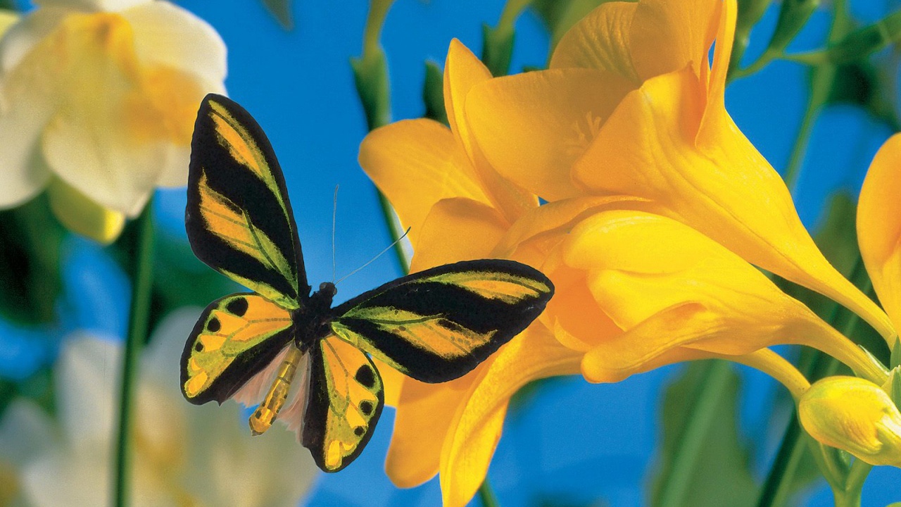 Летний визитер 