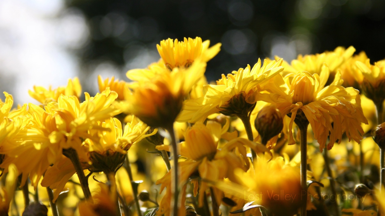 Цветы подсолнуха