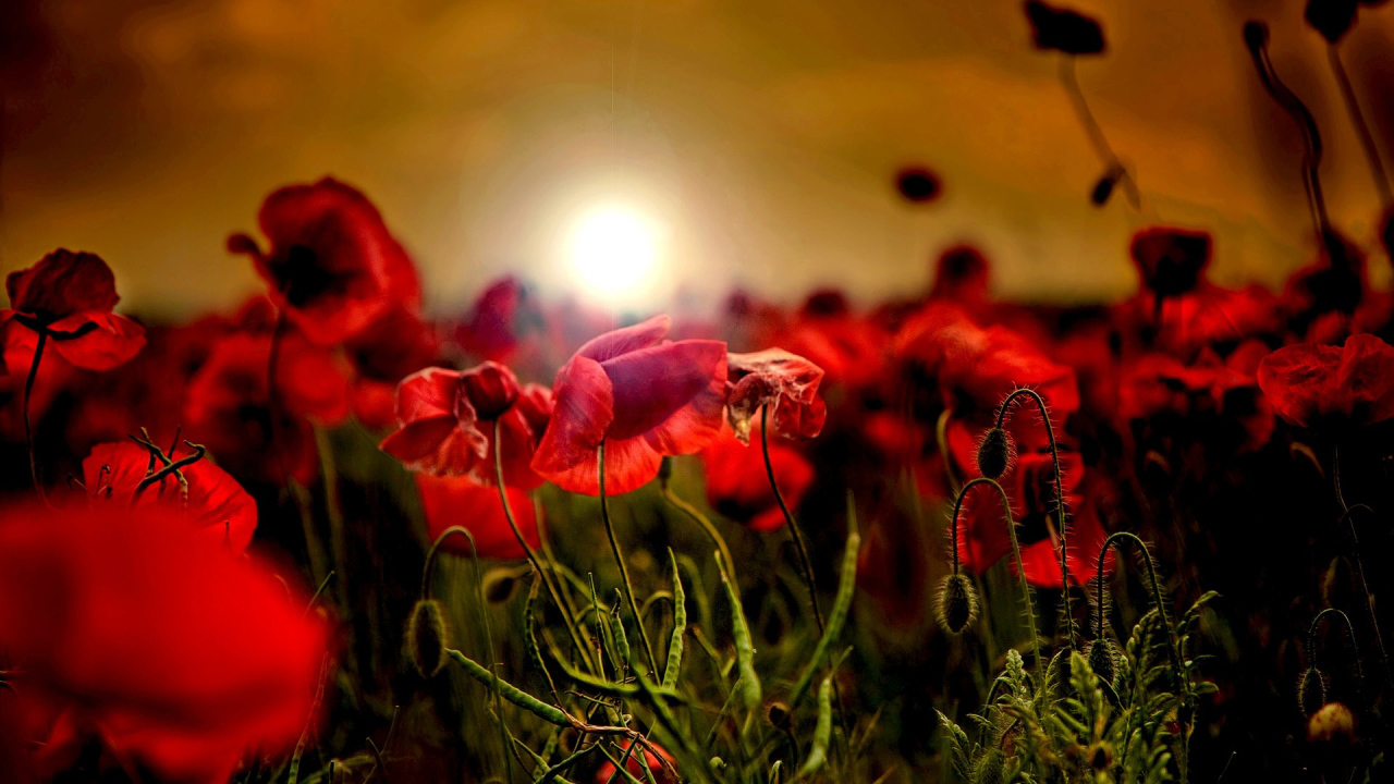 Закат на маковом поле