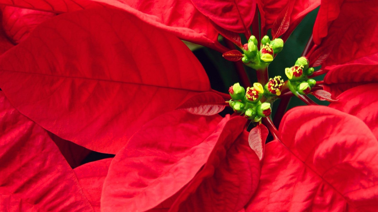 Куст с красными листьями