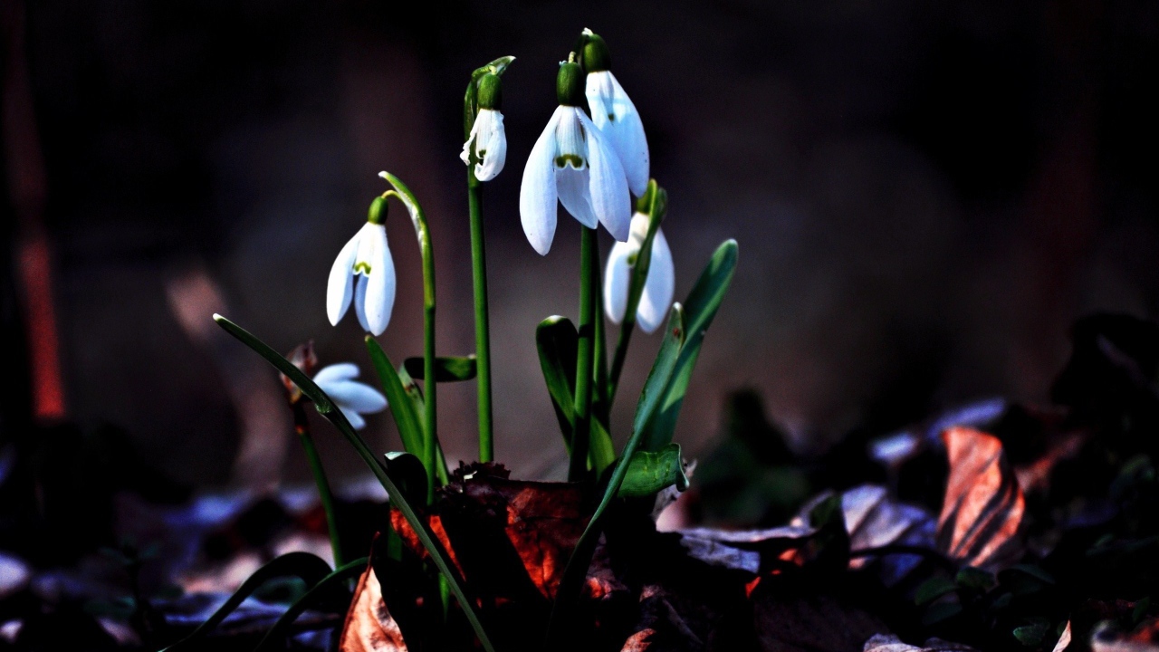 Первые цветы подснежники