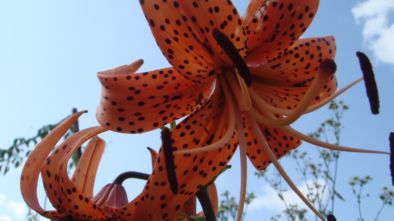 Цветок на фоне неба