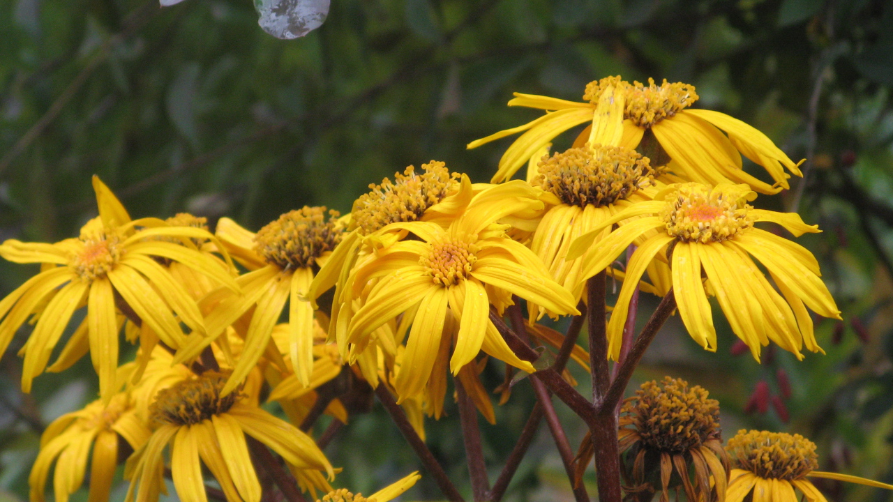 В саду красивое растение бузульник