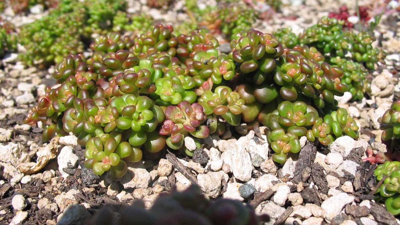 В саду красивое растение седум