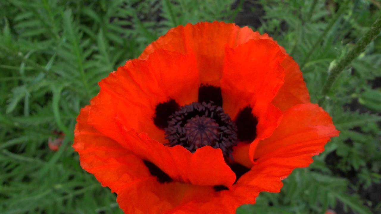 В саду красивый цветок мак