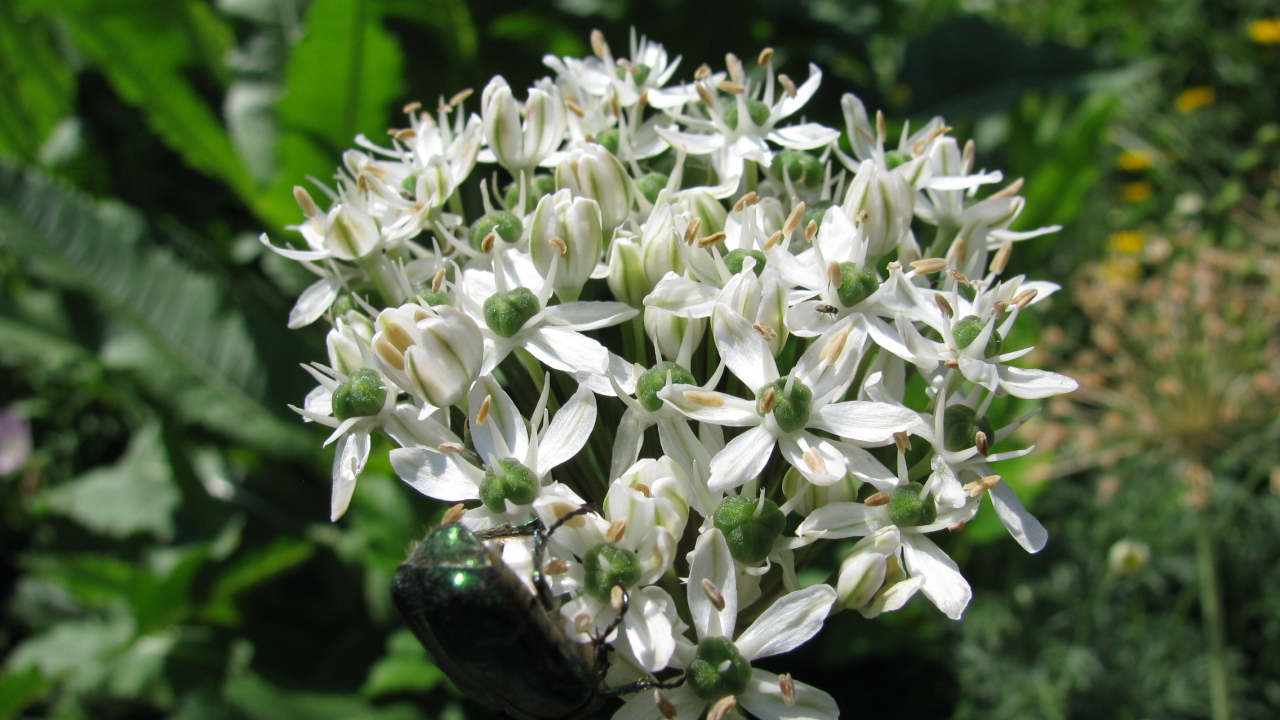 В парке красивые цветы нектароскордум 