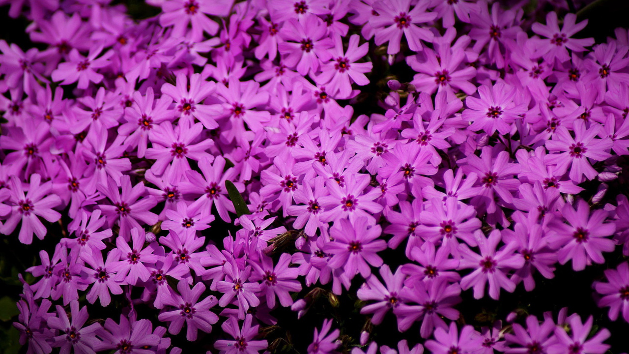 В парке красивые цветы флокс