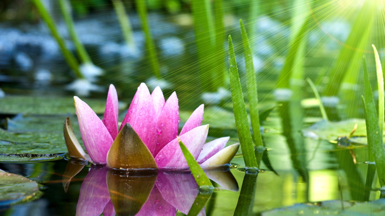 Отражение водяной лилии