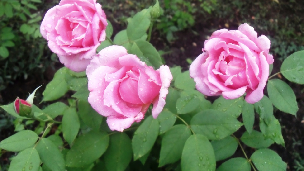 Три красивых цветка пион