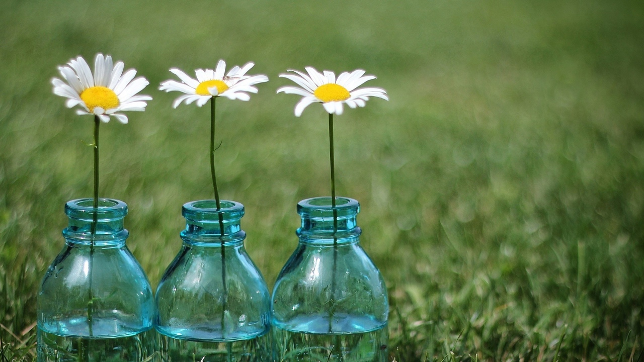 Tри ромашки в бутылках