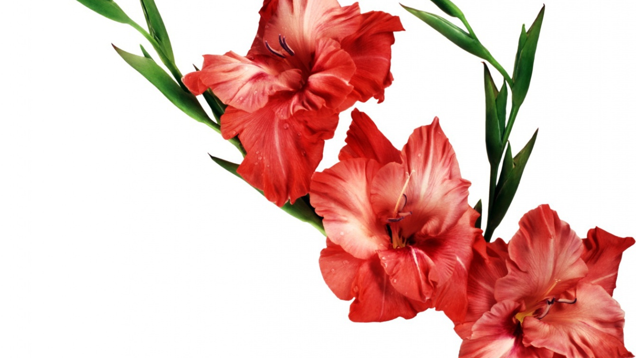 Три красных гладиолуса