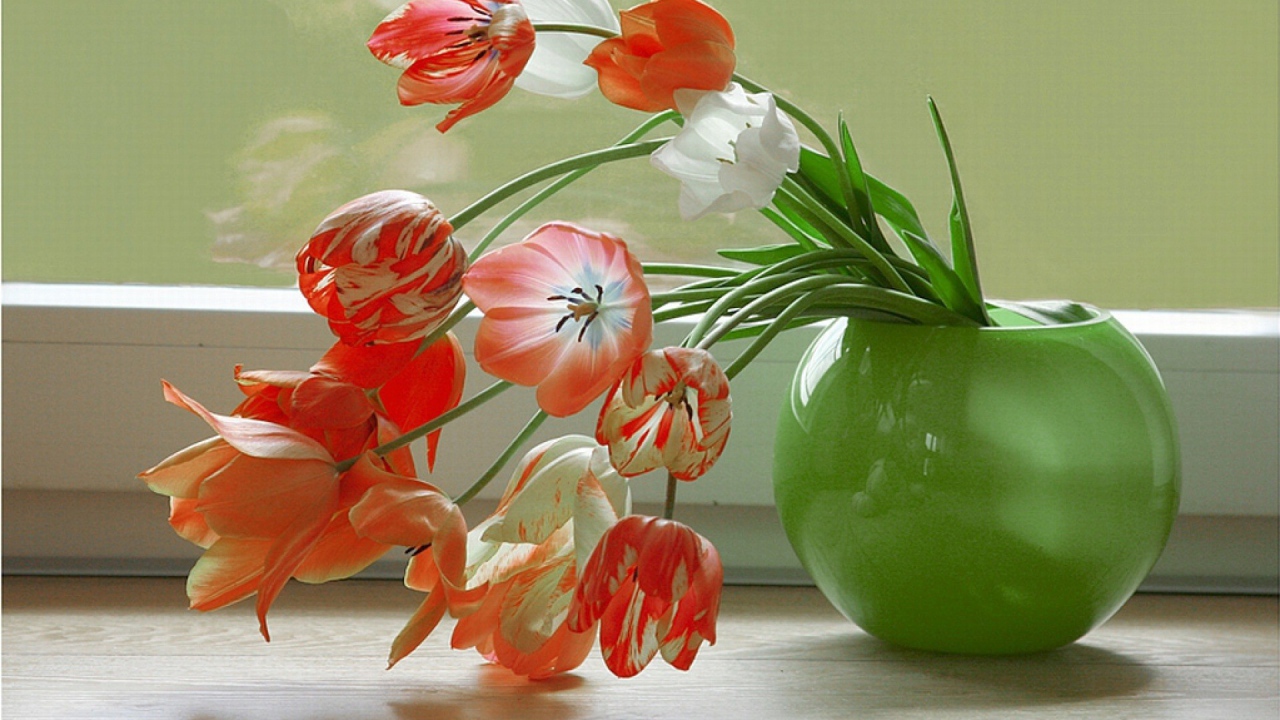 Тюльпаны у окна