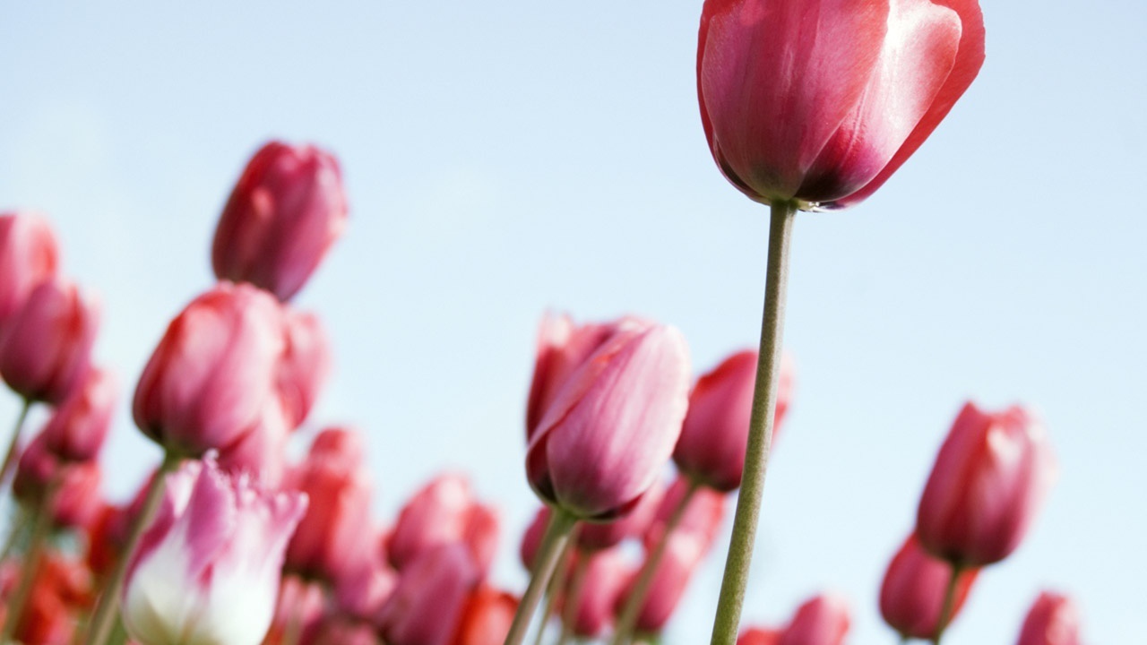 Рост тюльпанов