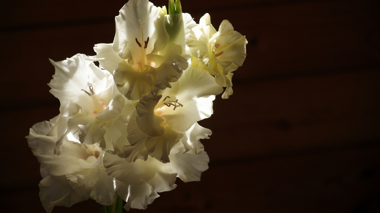 Ветка белых гладиолусов в лучах солнца