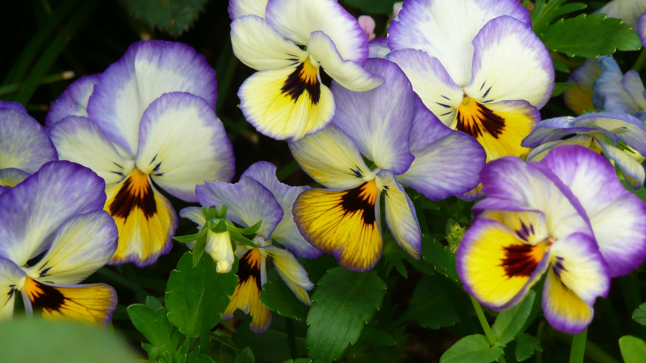 Виолы (фиалки, анютины глазки)