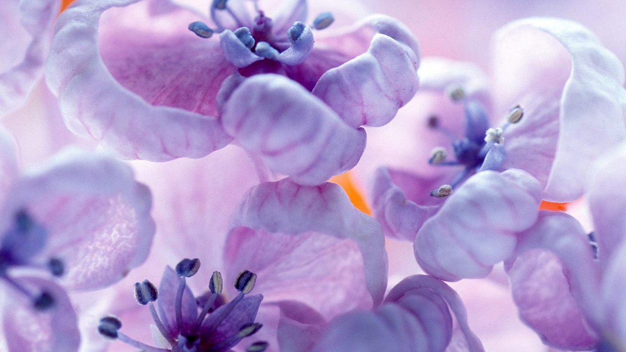 Фиолетовые цветы