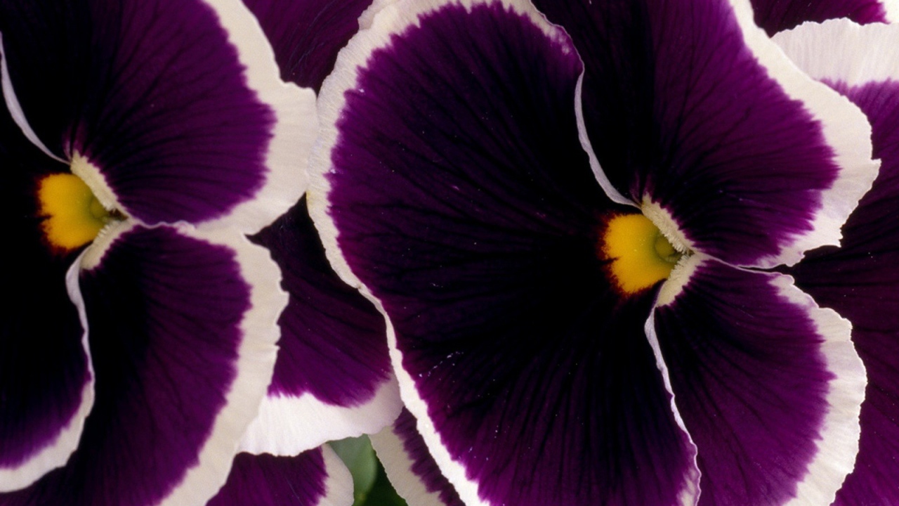 Бело фиолетовые цветы