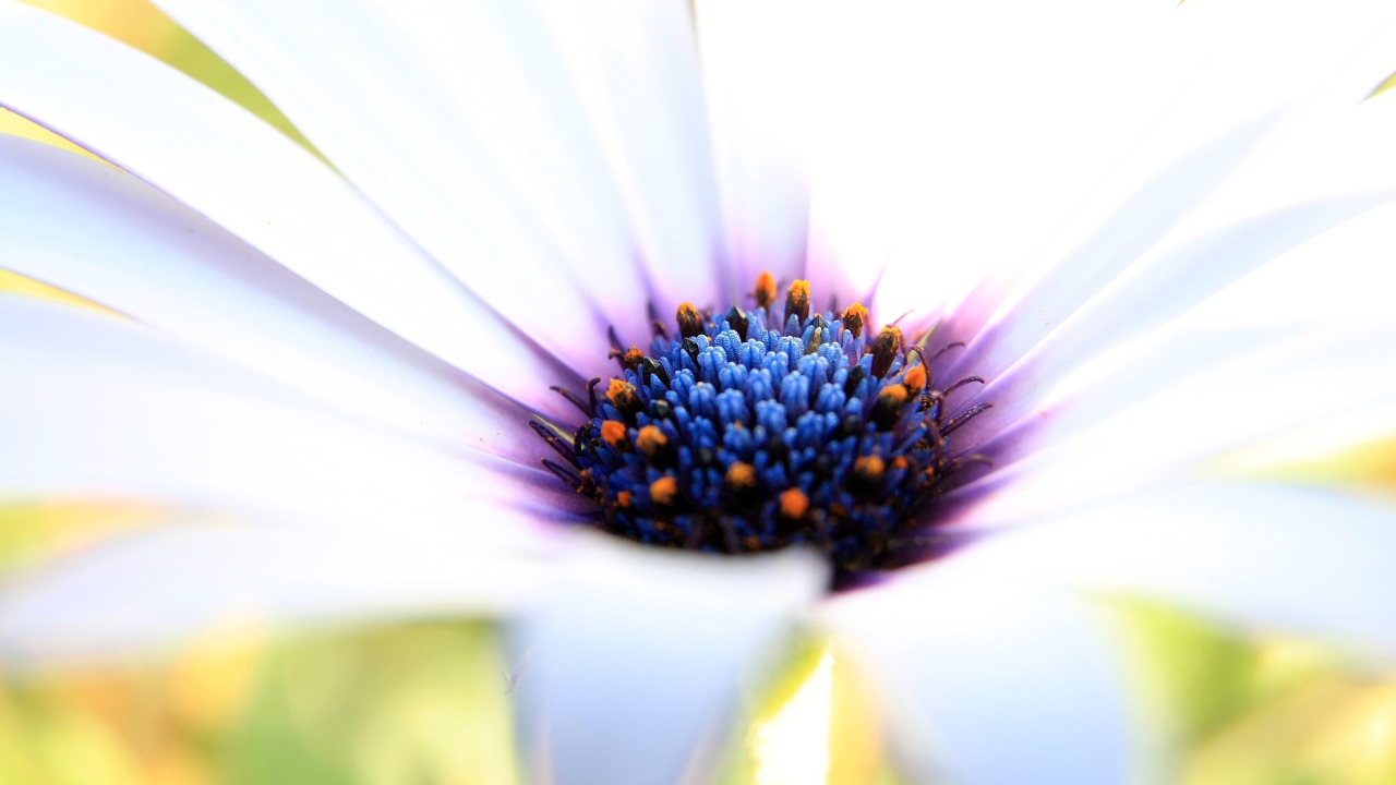 Белое великолепие 