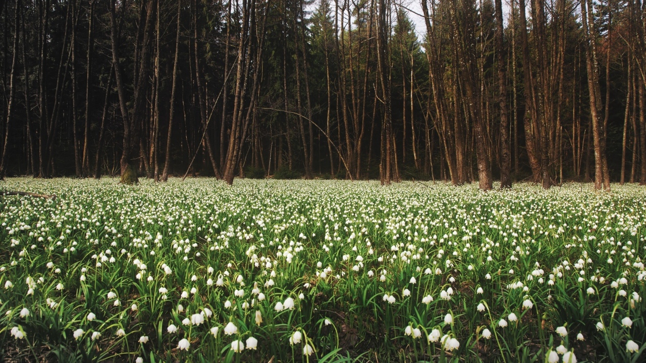 Белое цветение весной