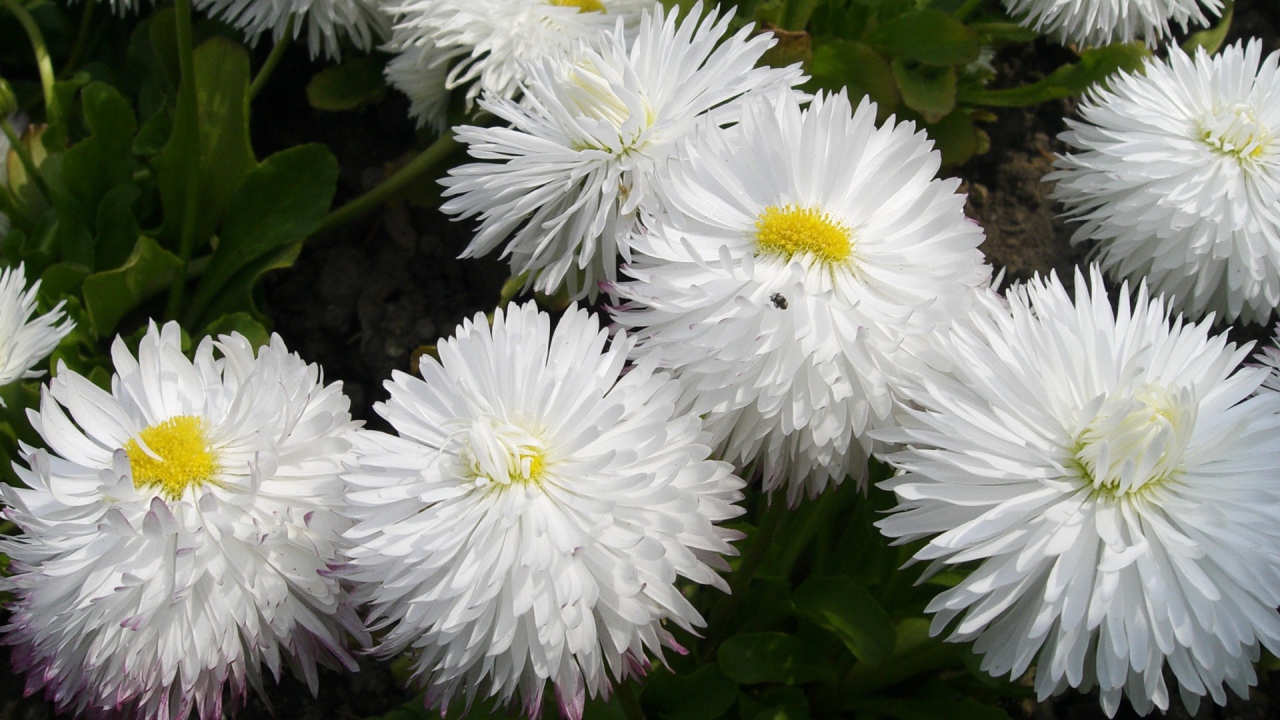 Белые пушистые цветы