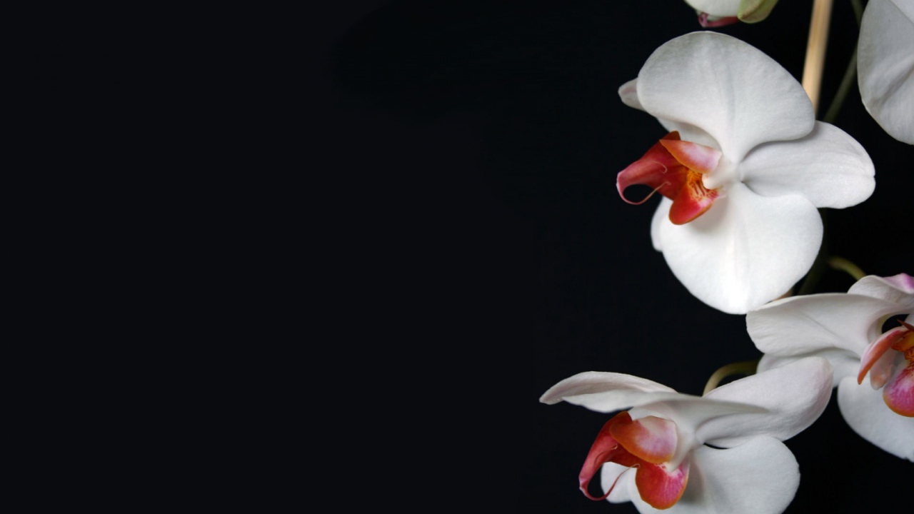 Белая орхидея