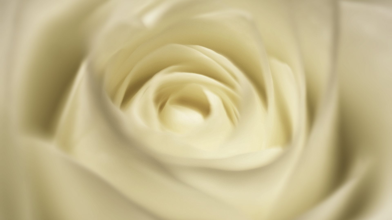 Белая роза, сердцевина крупным планом