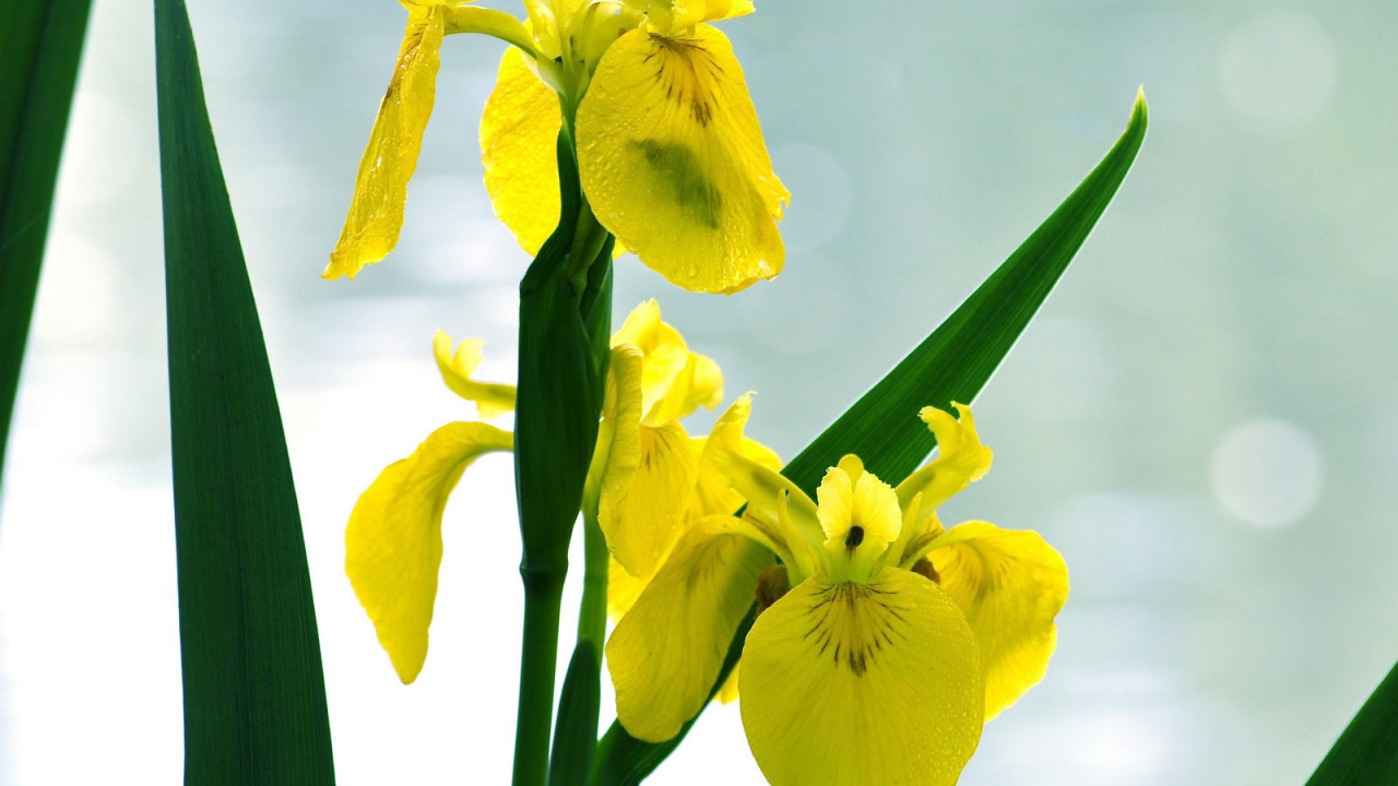 Желтые ирисы