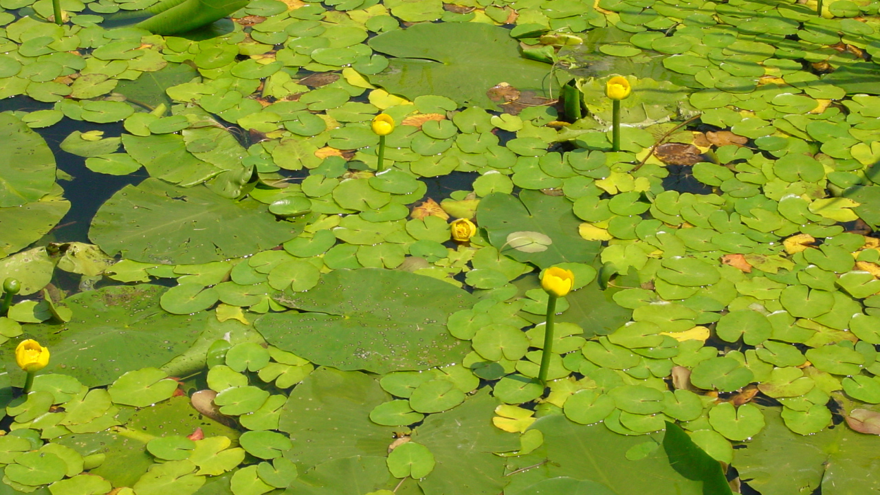 Желтая кубышка на воде