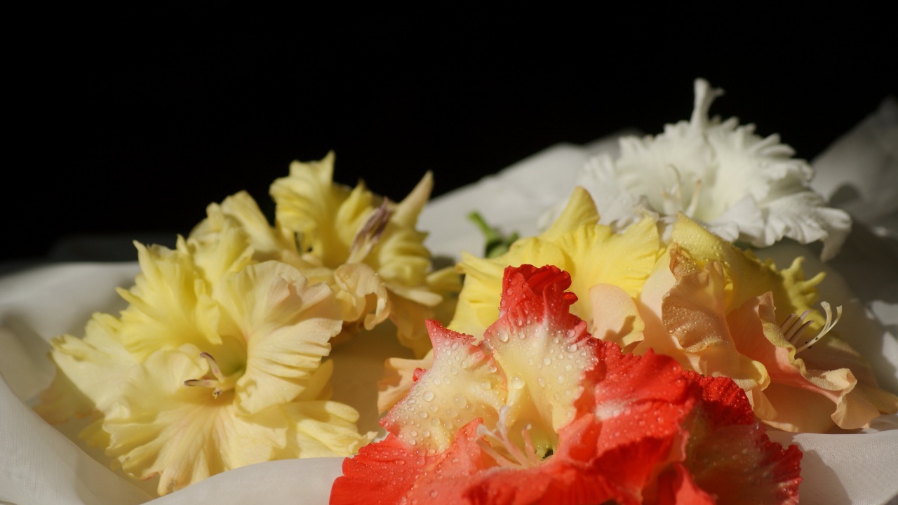 Желтые и красные гладиолусы