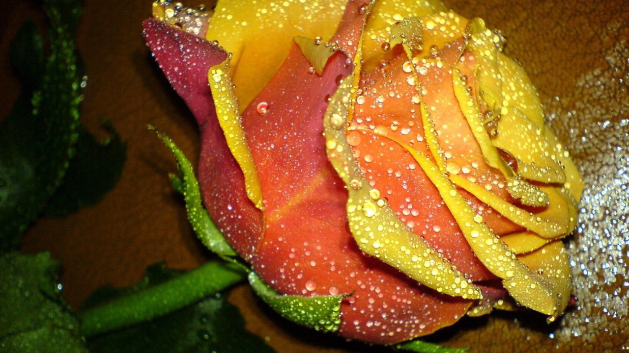 Прекрасная желтая роза