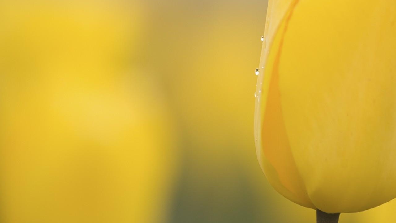 Yellow bud blossom