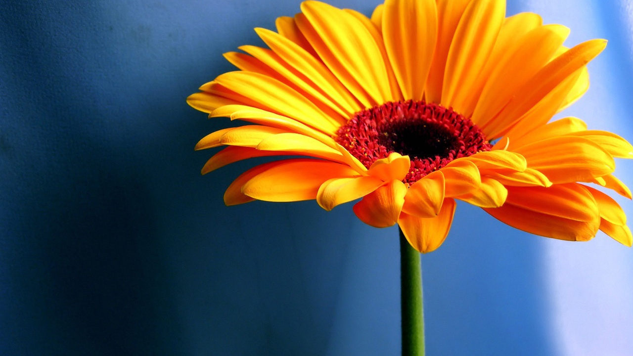 Оранжевая ромашка