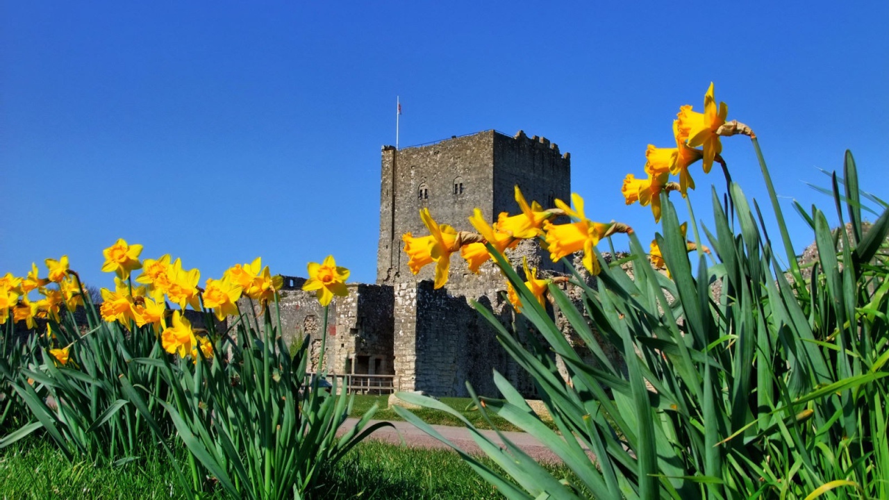 Желтые цветы у крепости