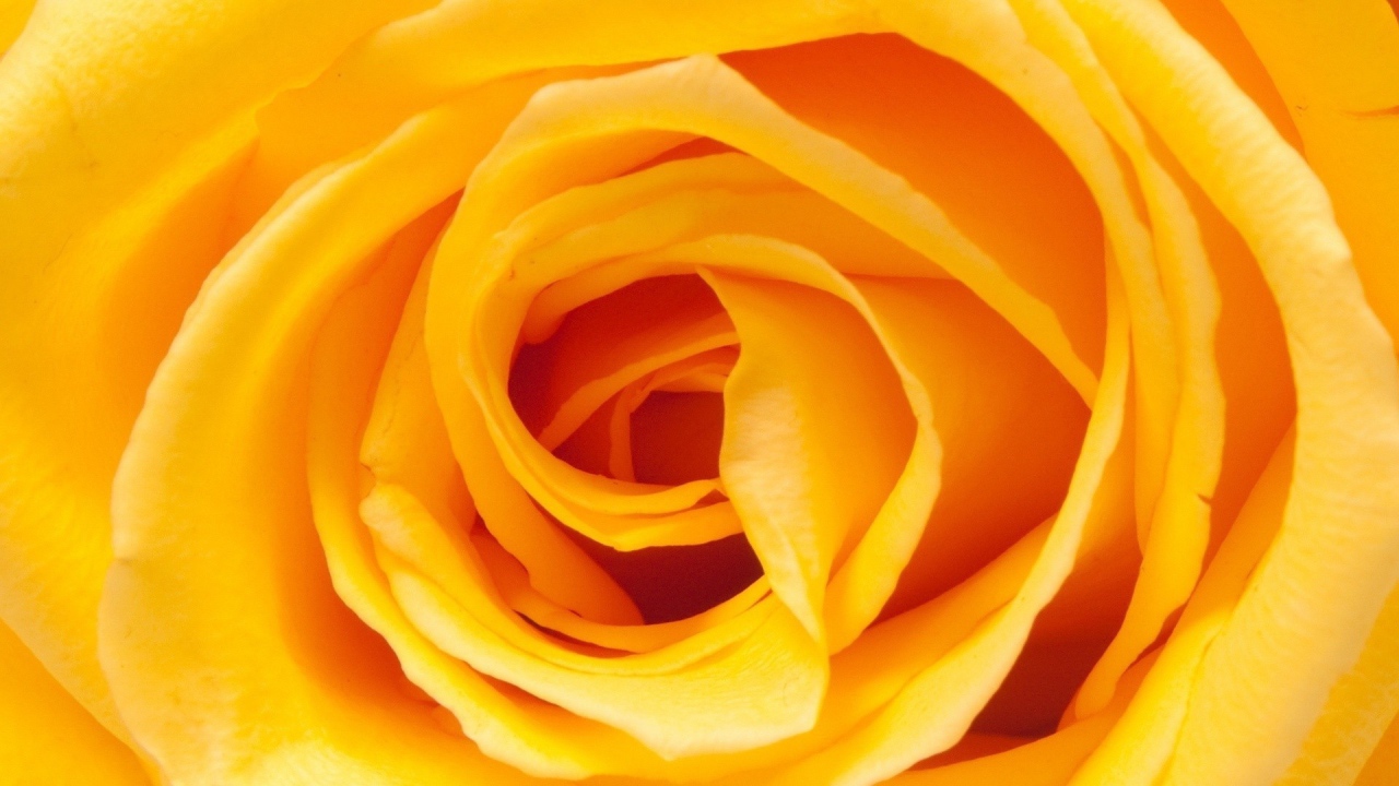 Yellow rose, core