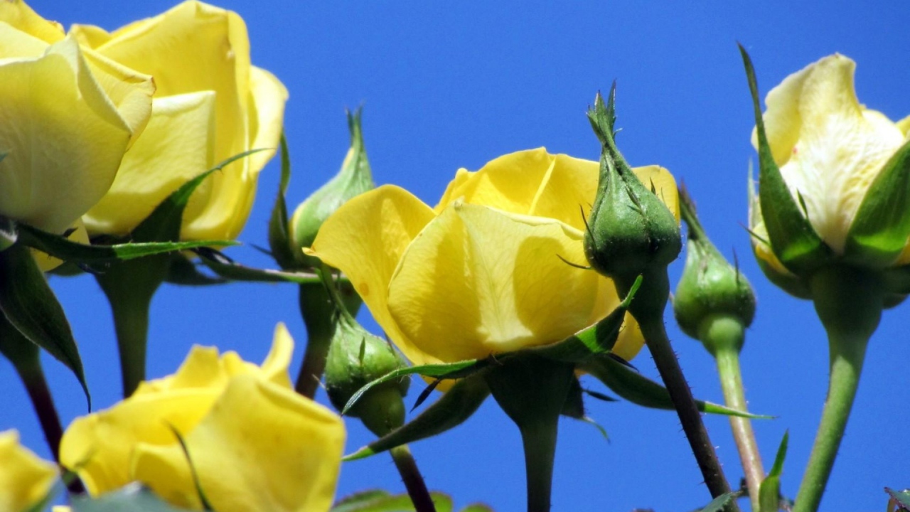 Жёлтые розы на фоне неба