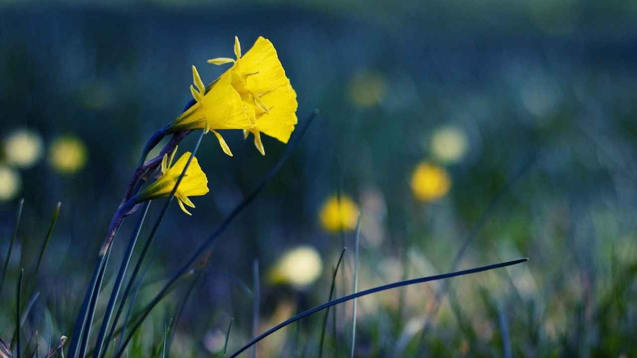Желтые полевые цветы