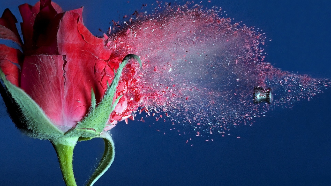 Пуля пробивает розу