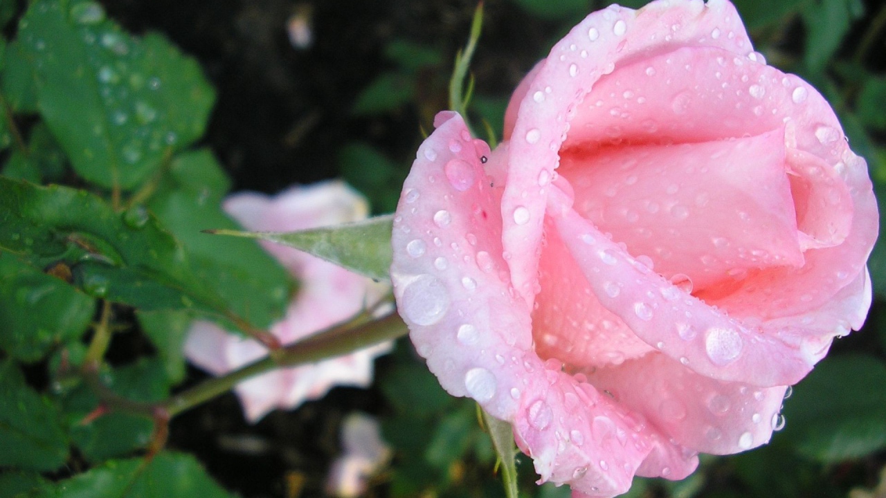 Нежная роза в каплях росы