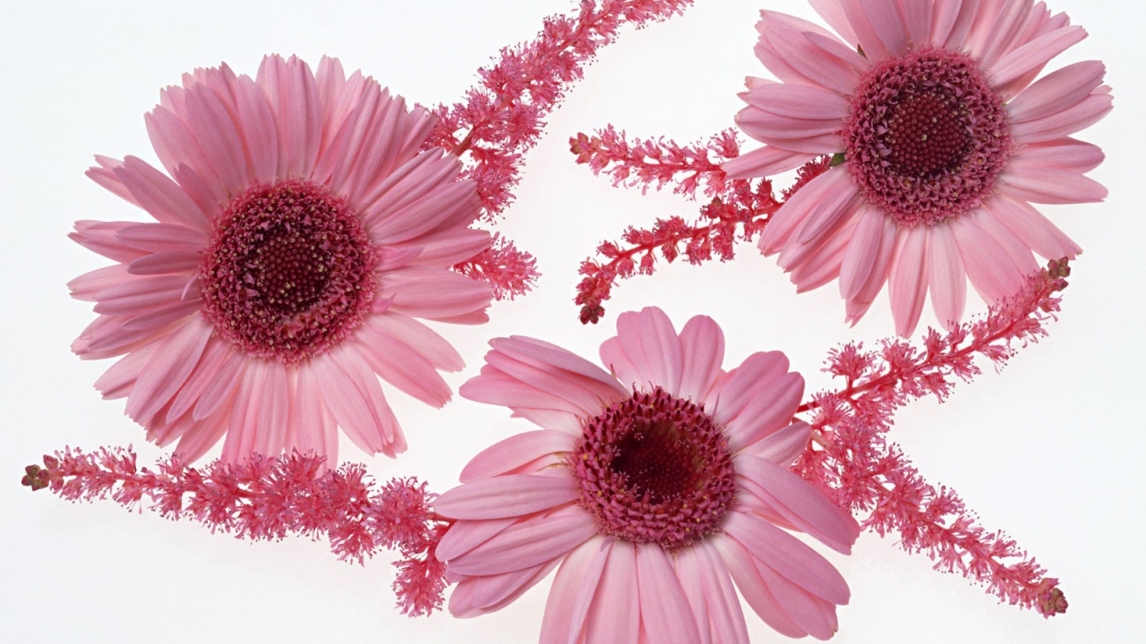 Розовые цветы с ветками