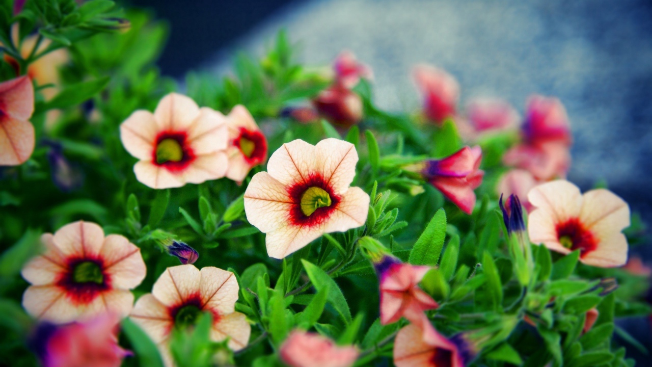 Букет красивых цветов