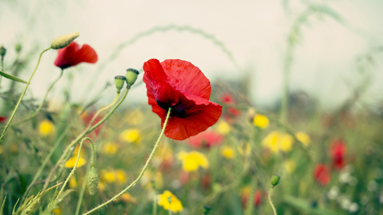 Цветущий мак на поле