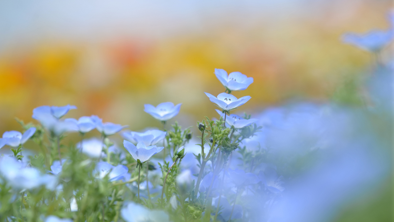 Голубые цветки льна