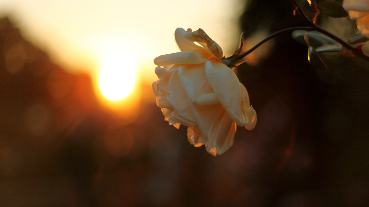 Увядающая роза на закате солнца