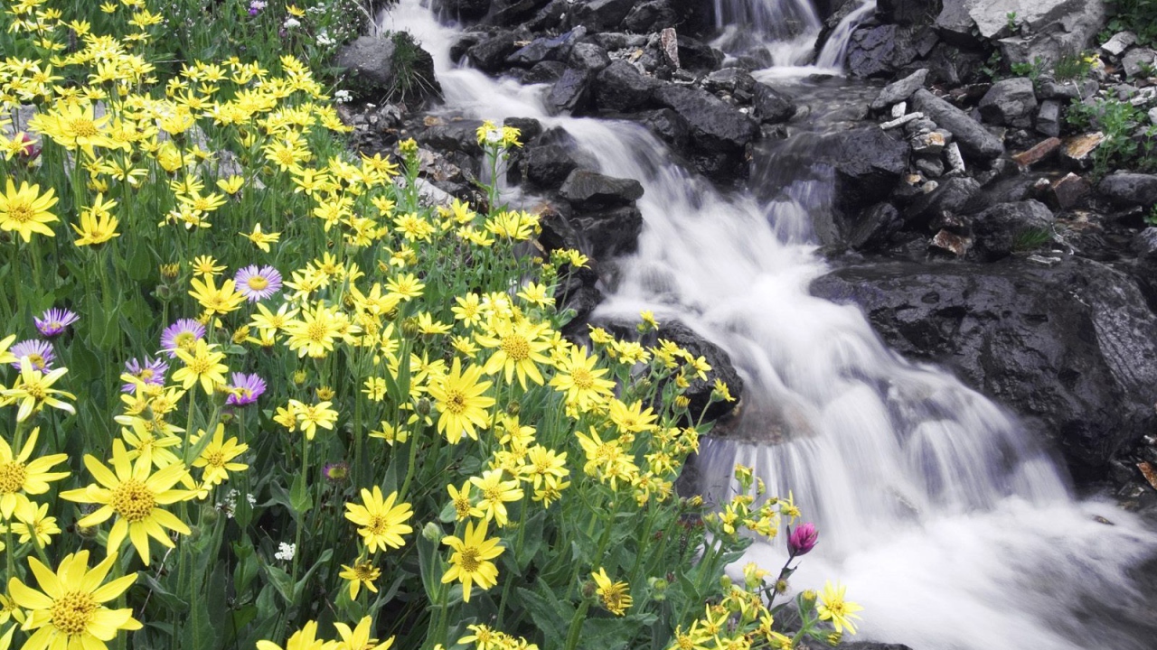 Цветы на берегу реки