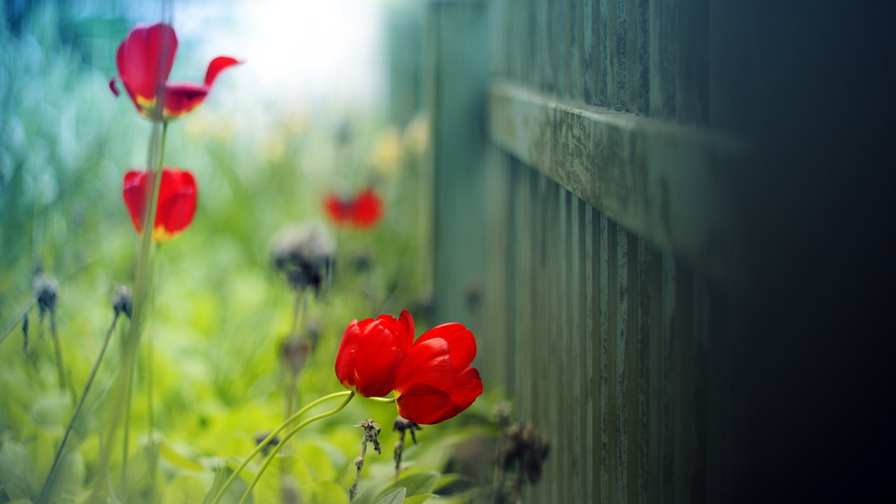 Маки цветут у забора