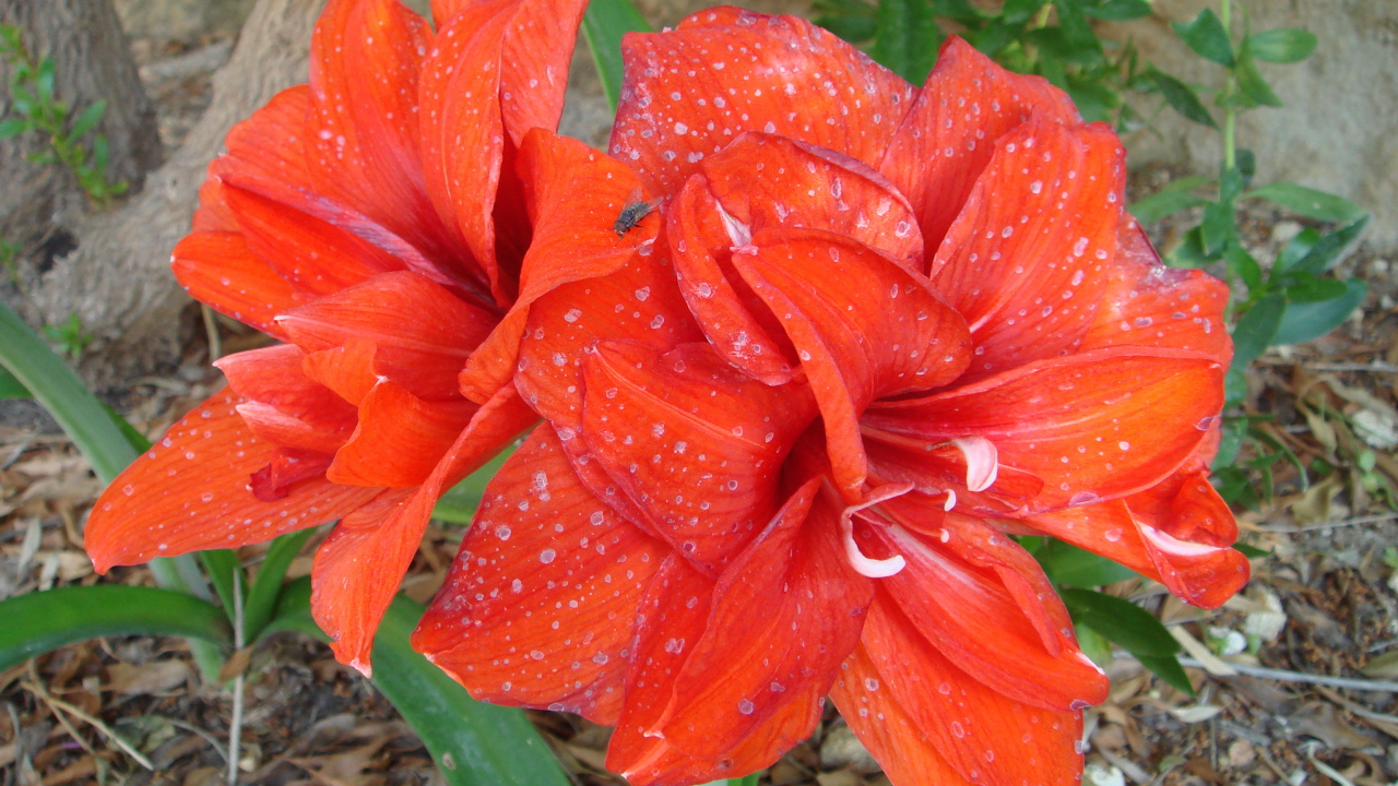 Красные цветы с каплями